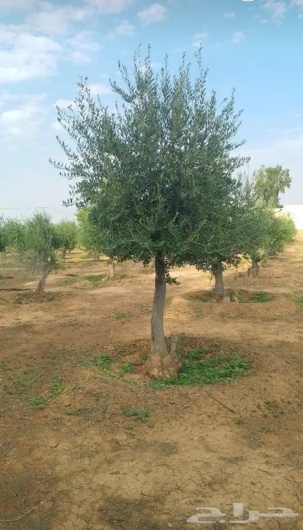 يوجد لدينا زيتون معمر مثمر جميع الأحجام ويوجد وسط ويوجد شتلا 7