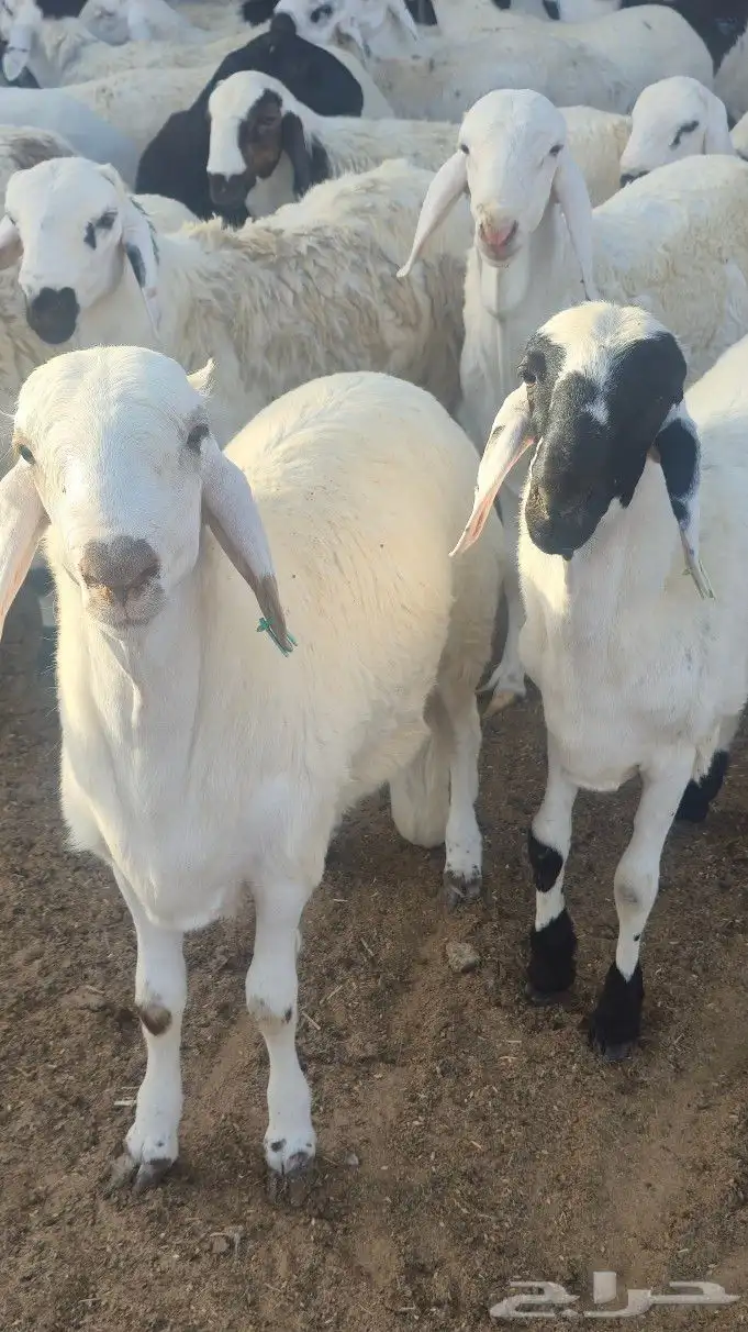 اضاحي سواكني حمري وبيض جذعان (جملةوتفريد) 3