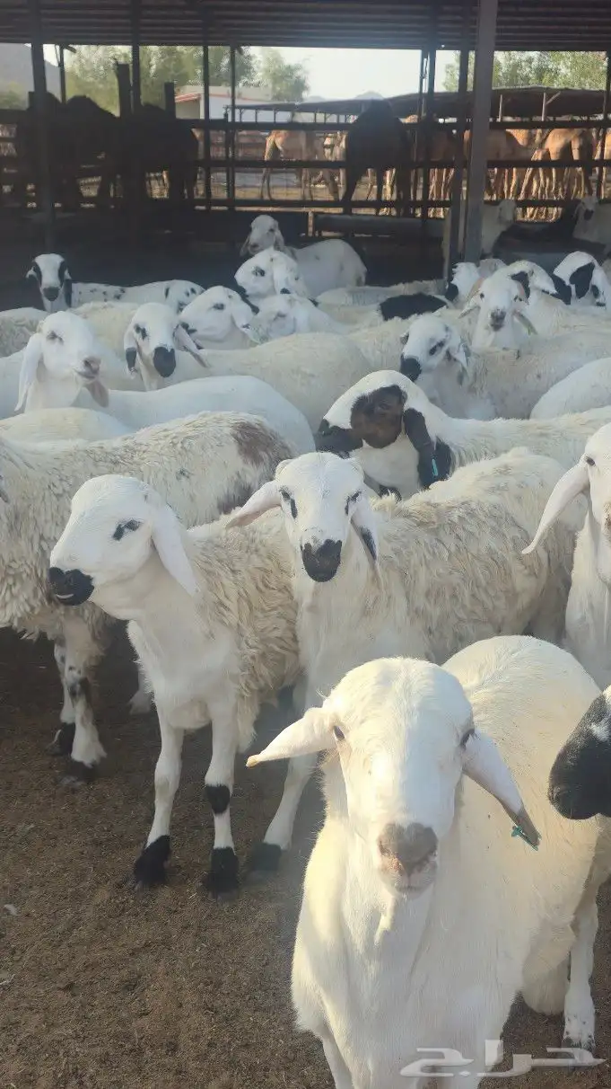 اضاحي سواكني حمري وبيض جذعان (جملةوتفريد) 4