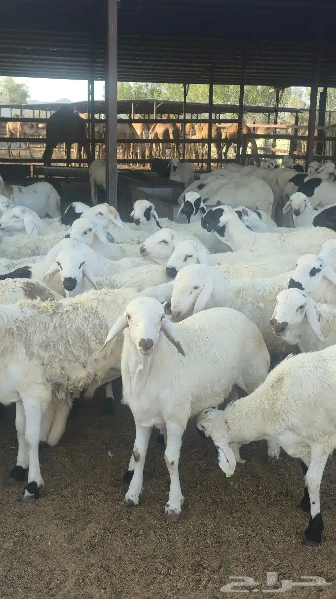 اضاحي سواكني حمري وبيض جذعان (جملةوتفريد) 2