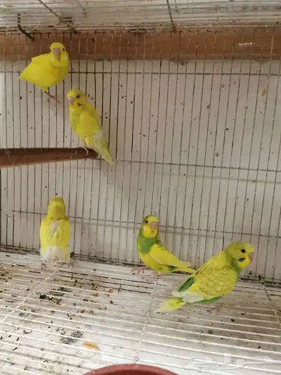 للبيع 5 حبات طيور حب 0