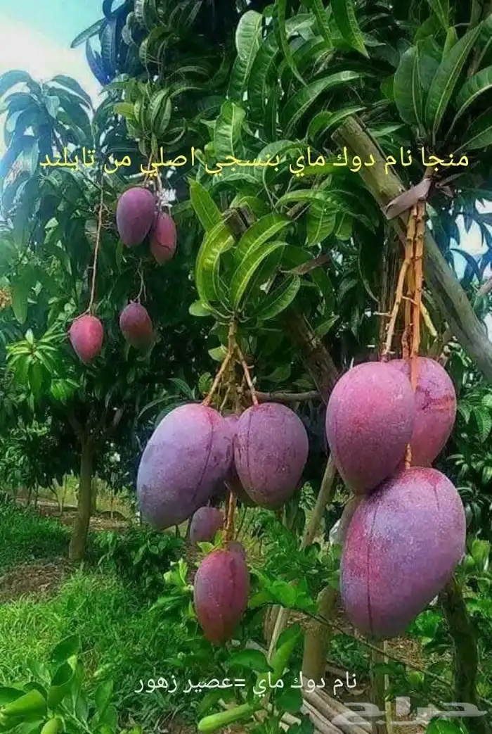 شتلات منجا نام دوك  ماي  بنسجي 0