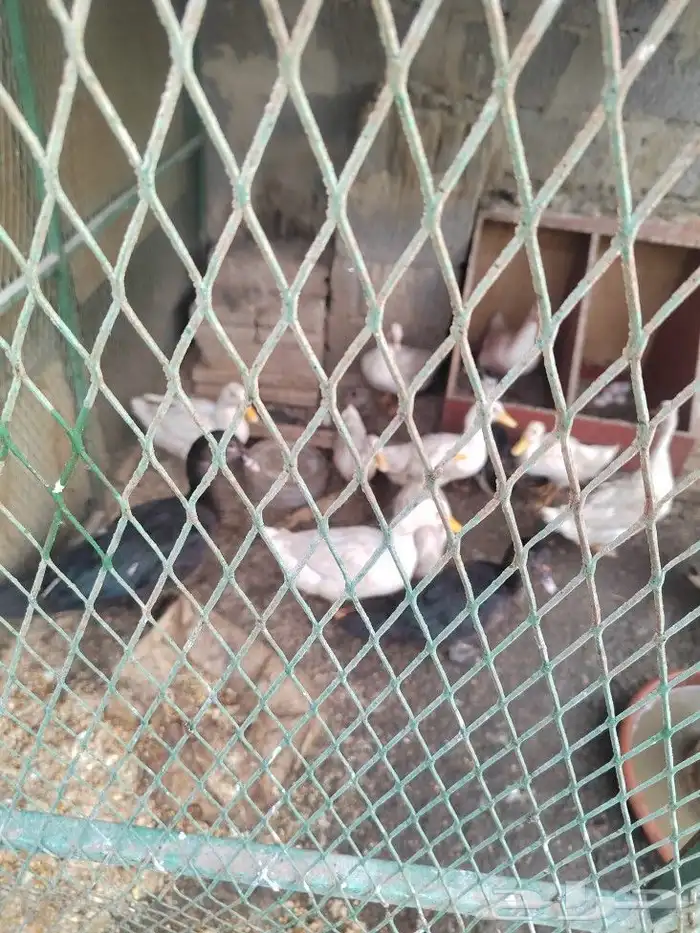 بط بكيني للبيع 1