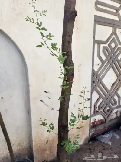 اشجار قرض وطلح 3 متر 2 بوصه 0