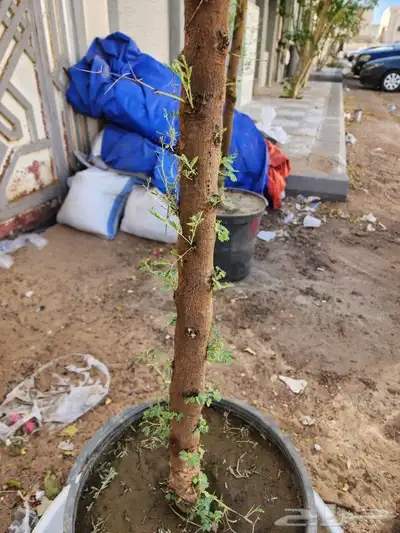 اشجار قرض وطلح 3 متر 2 بوصه 1