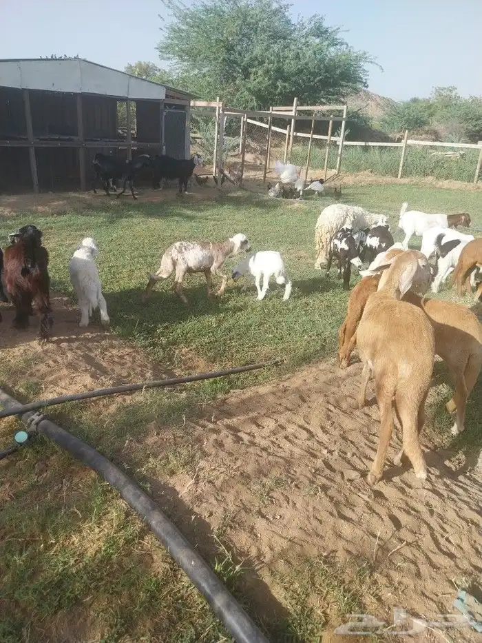 بهم سواكني تيلاد 8