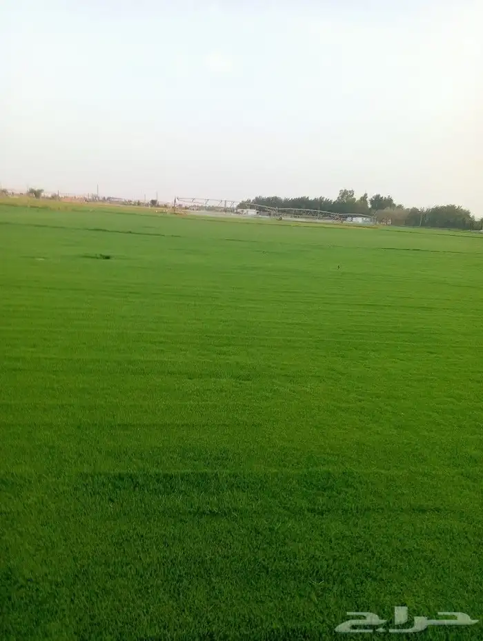 مزرعه الخارج لجميع انواع التيل الطبيعي 1