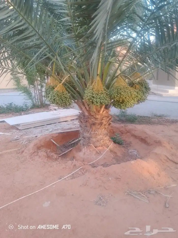 نعمل جميع اشغال النخيل تعديل النخل تخليش النخل وتلقيح وتشويه 2
