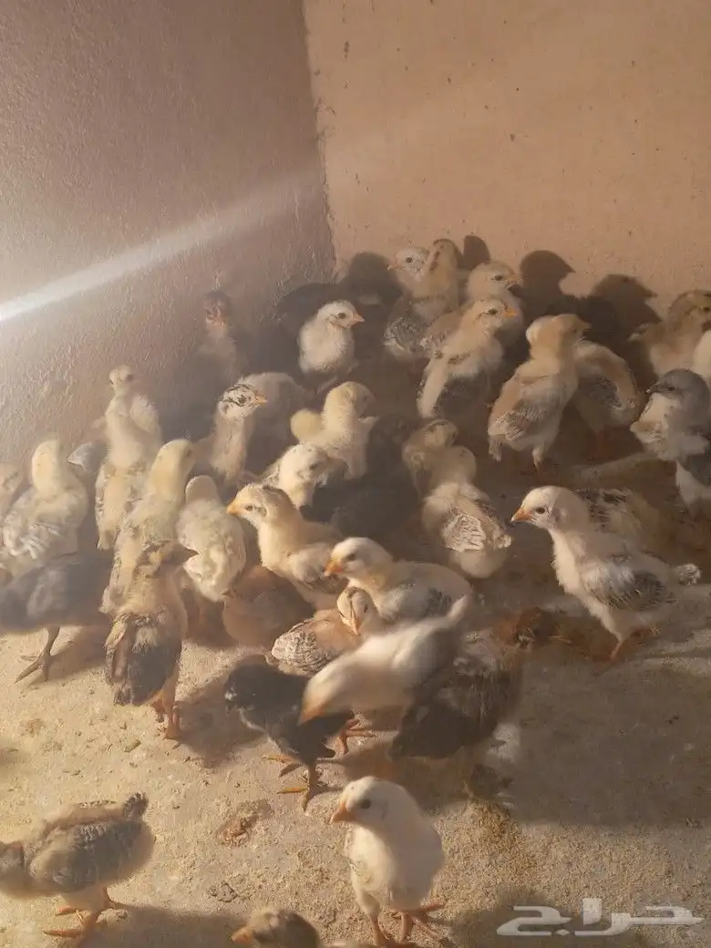 صوص بلدي محصن عفيف 4