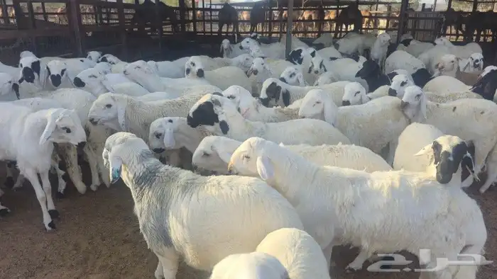 اضاحي سواكني حمري وبيض جذعان (جملةوتفريد) 7