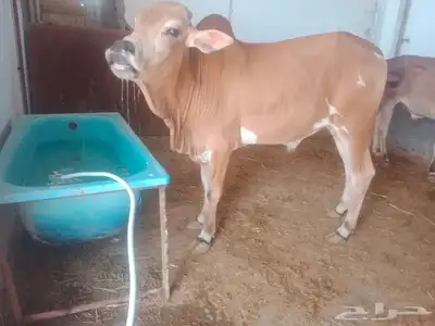 طريق لازمة خلف أسواق المفيد 4