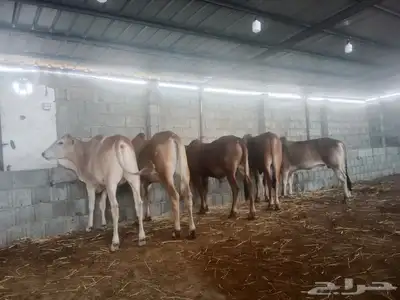 طريق لازمة خلف أسواق المفيد 5