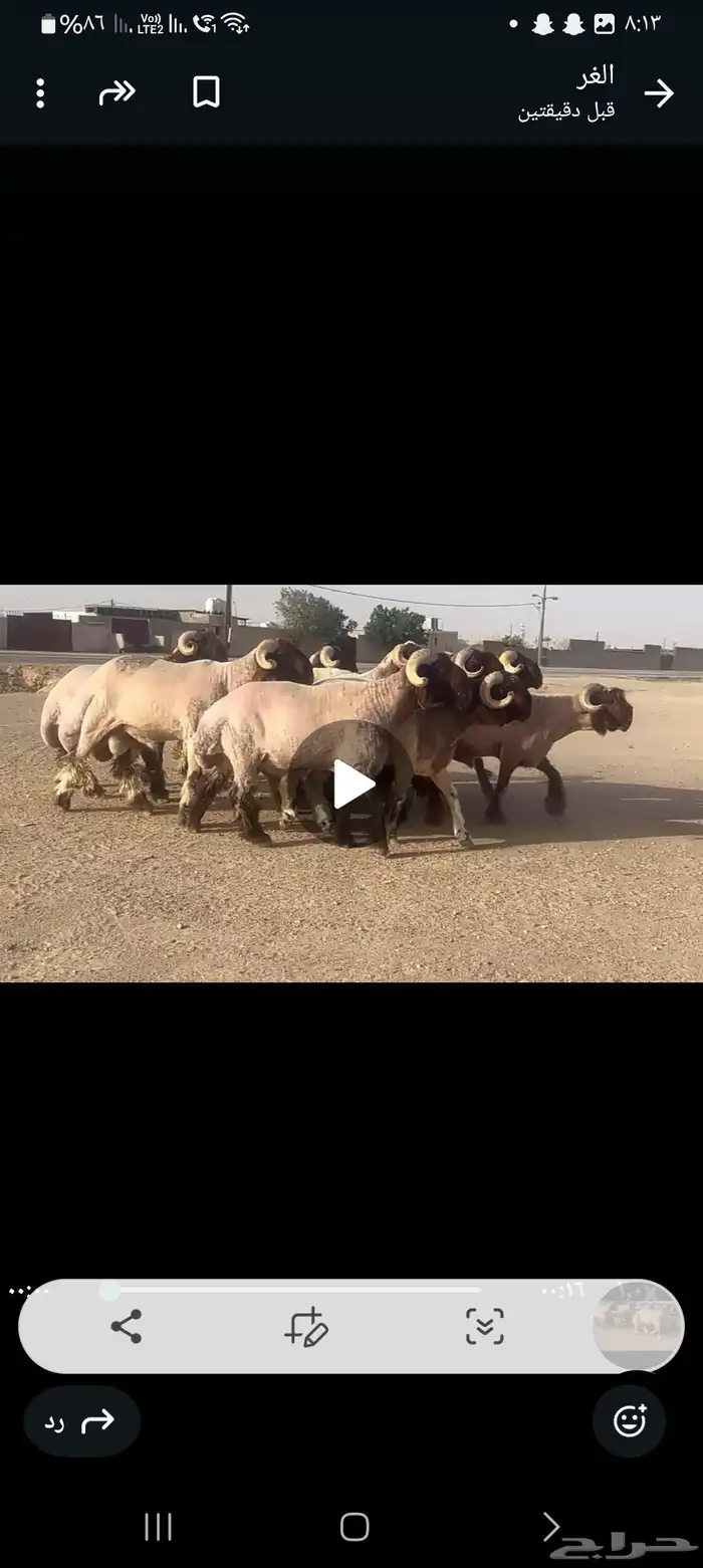 ثنيان طيبات لون جبار طرف العدد 10 راس 0