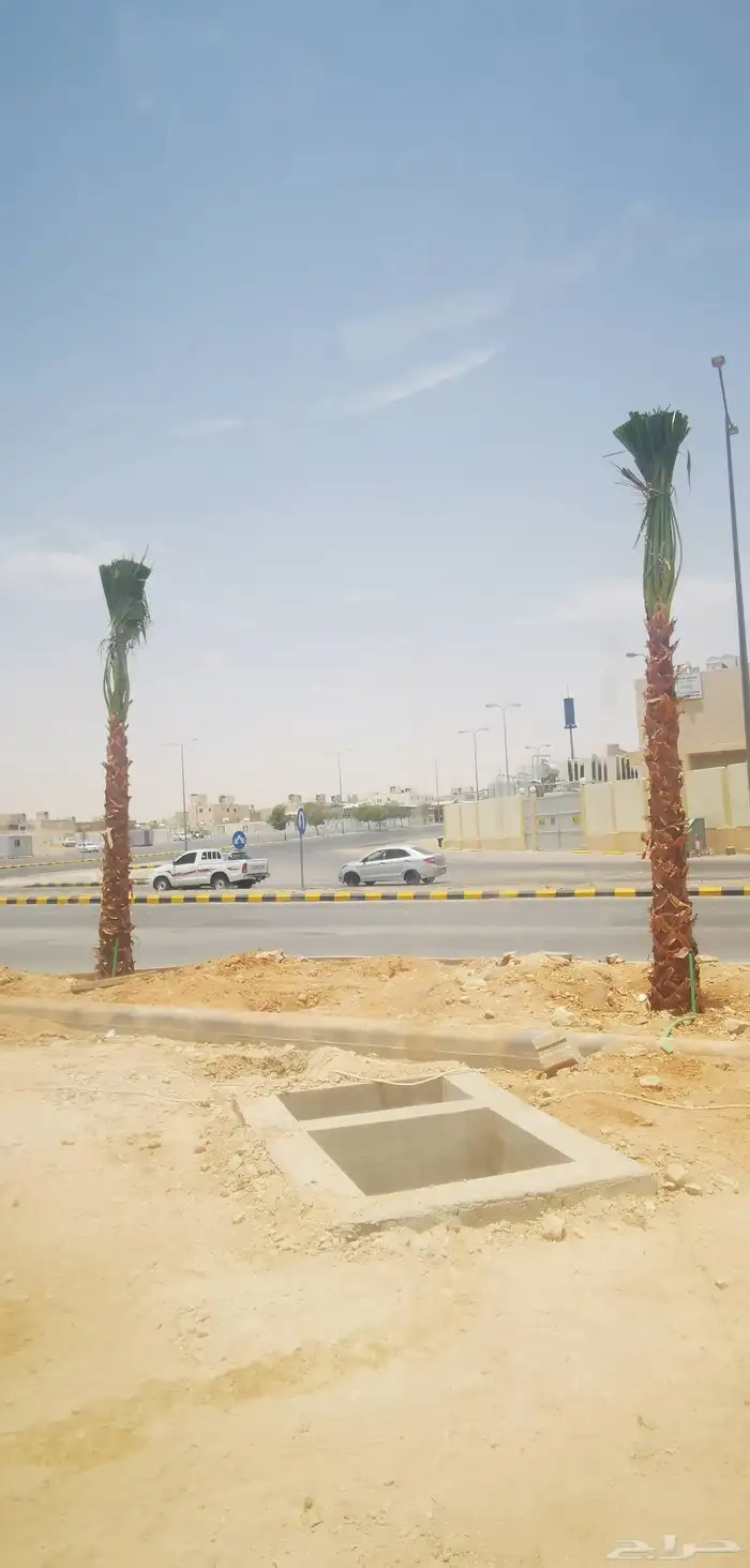 نخيل واشنطني نخل واشنطني 1