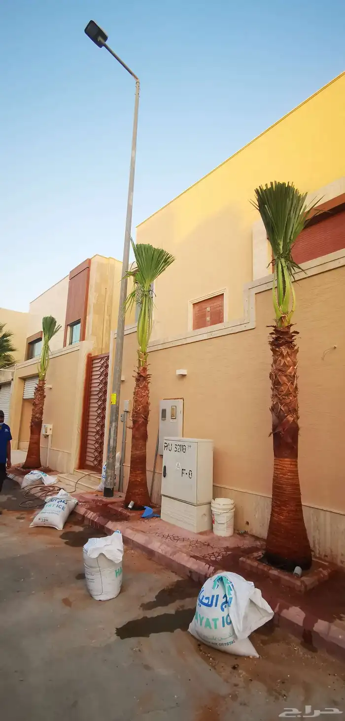 نخيل واشنطني نخل واشنطني 0