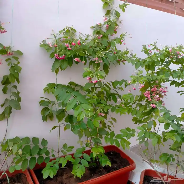 تنسيق حدائق جدة و مكه 10