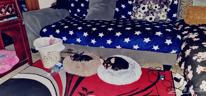 كلب شيواوا بيور تي كب 3