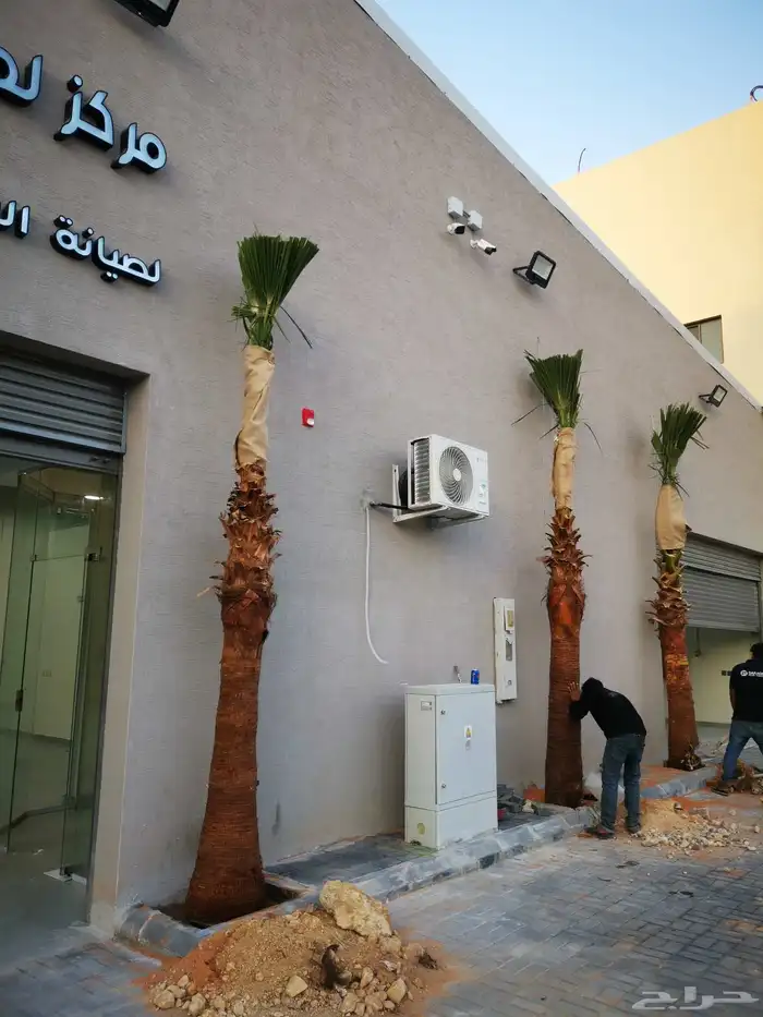 نخيل واشنطني نخل واشنطني 2