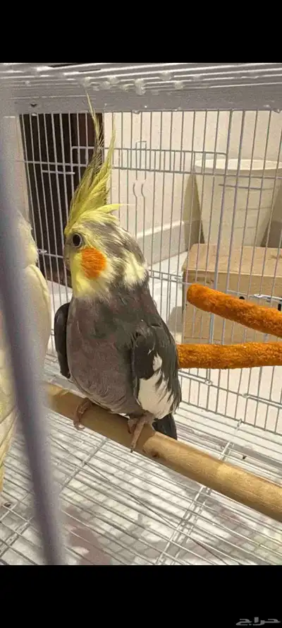 جوز كروان حبشي جاهز للإنتاج 0