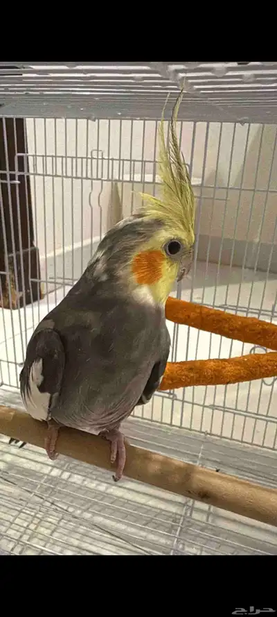 جوز كروان حبشي جاهز للإنتاج 1