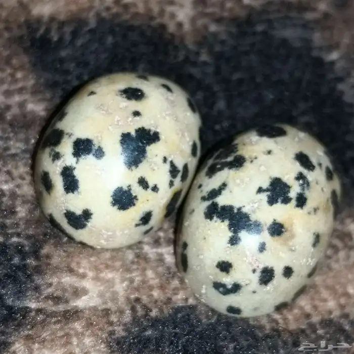 احجار المراد الطبيعي 0