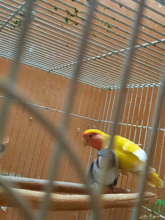 ثلاث ذكور منتجه 0