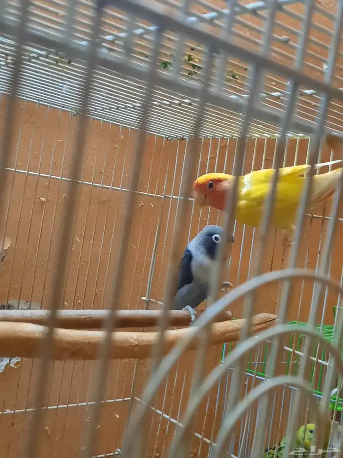 ثلاث ذكور منتجه 1