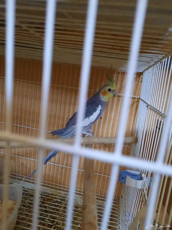 ثلاث ذكور منتجه 3