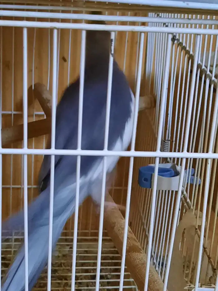 ثلاث ذكور منتجه 2