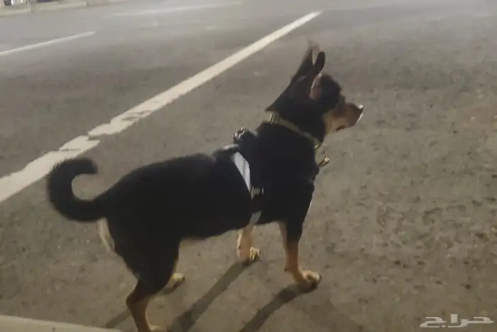 كلب شيواوا بيور تي كب 1