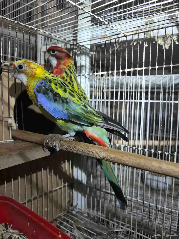 جوز روزيلا تركيب جديد 0