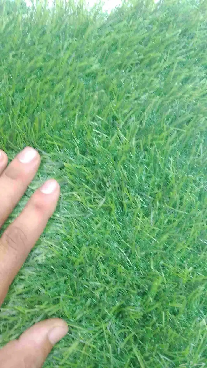 ثيل صناعي عشب 3