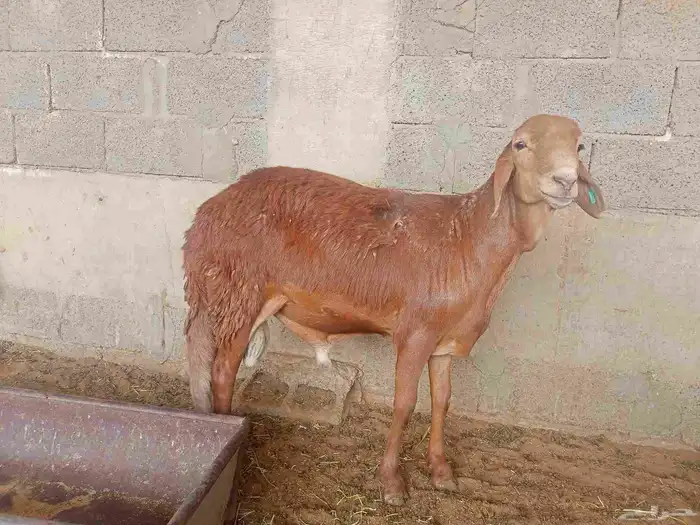 ذبايح 0