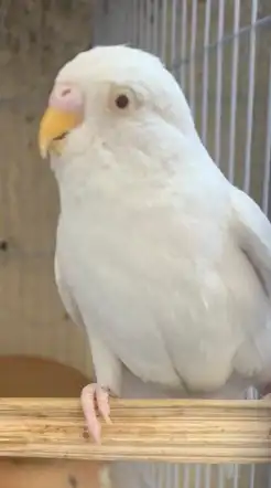 باجي للبيع 4