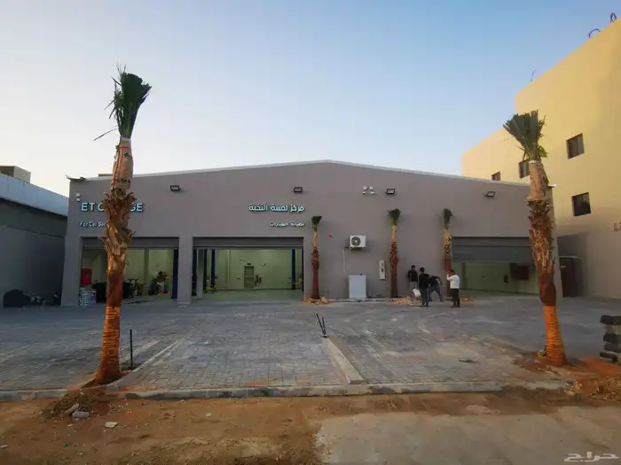 نخيل واشنطني نخل واشنطني 3