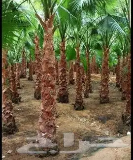 نخل وشنطونيا 0