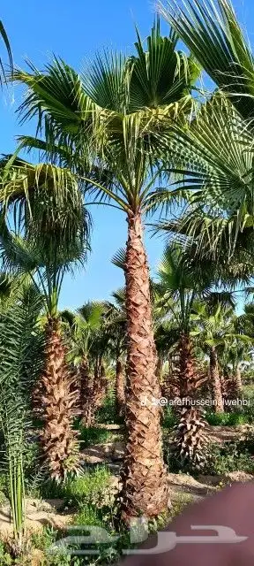 نخل وشنطونيا 8