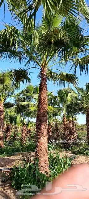 نخل وشنطونيا 9