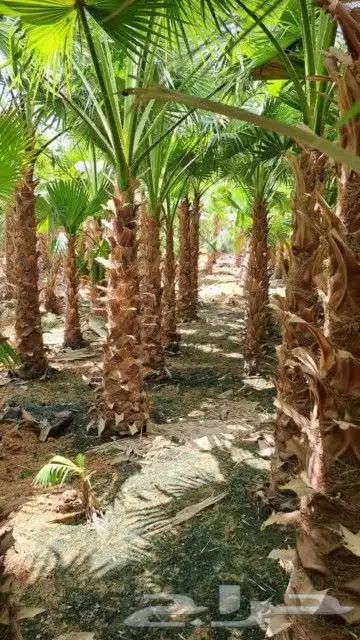 نخل وشنطونيا 1