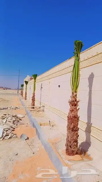 النخل للبيع 2
