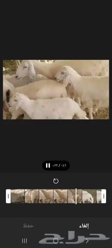 بسم الله ماشاء الله 4 ضان تحتهم 6 بهم دبايح 0