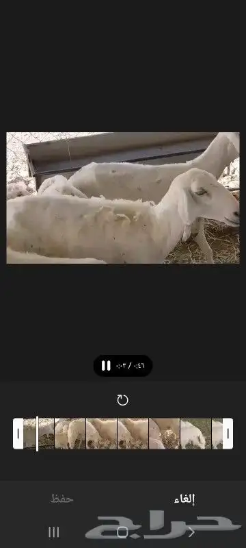 بسم الله ماشاء الله 4 ضان تحتهم 6 بهم دبايح 1