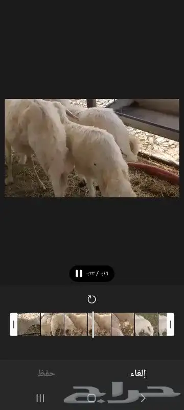 بسم الله ماشاء الله 4 ضان تحتهم 6 بهم دبايح 3