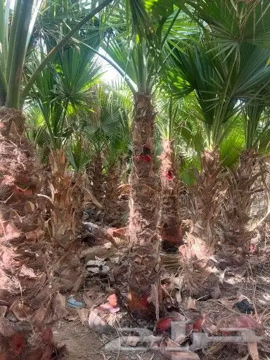 نخل وشنطونيا 2