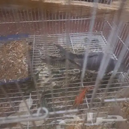 الدوادمي 1