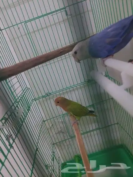 جوز روز منتج 2