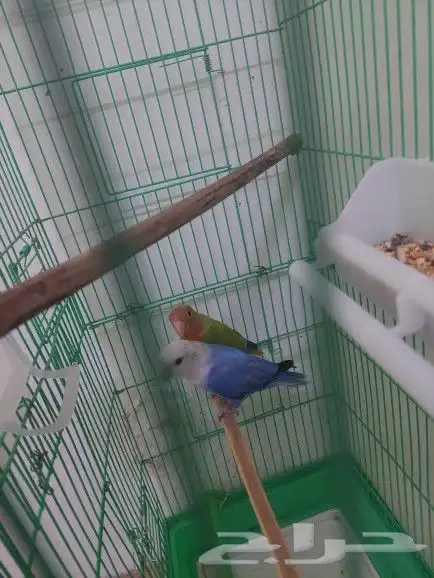 جوز روز منتج 3