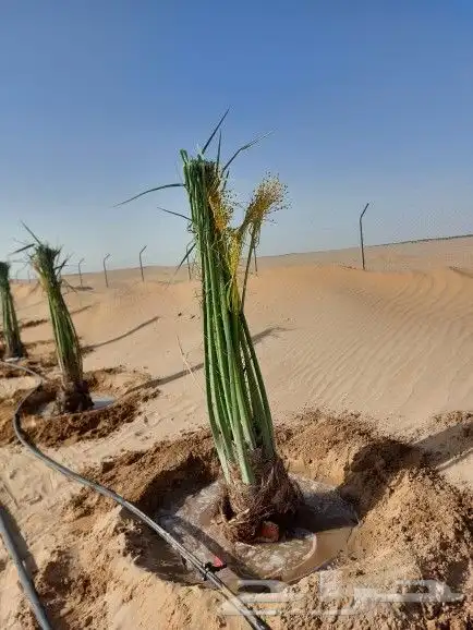 النخل للبيع 7