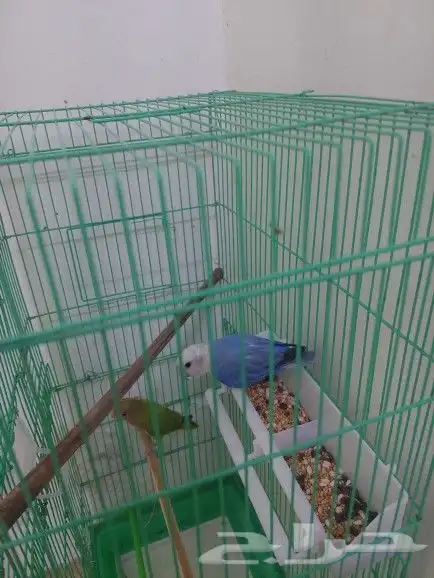 جوز روز منتج 0