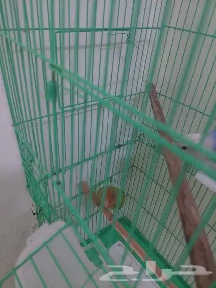 جوز روز منتج 1